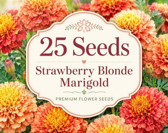 Sementes de Calêndula Morango Loiro | Flor Anual Rosa Dourada | Amiga dos Polinizadores para Jardins Campestres