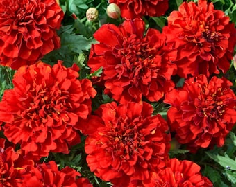 25 French Fireball Marigold Seeds for Garden Planting – Red Orange Bicolor Blooms
