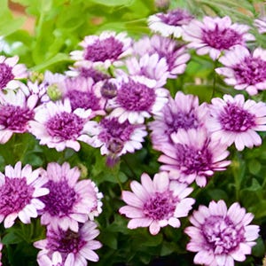 Puede incluir: Primer plano de un grupo de flores de margarita africana moradas y blancas. Las flores tienen un centro morado oscuro y pétalos blancos con puntas moradas. El fondo está lleno de hojas verdes.