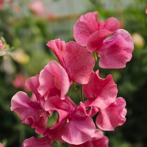 May include: Close-up of vibrant pink sweet pea flowers in full bloom. The petals have a delicate, ruffled texture and a gradient of color, ranging from deep pink to lighter shades. The background is a soft, blurred green.