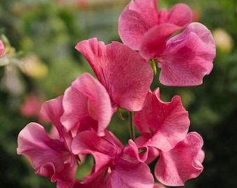 50 Sementes de Ervilha-de-cheiro MM para Plantio no Jardim – Flores Trepadeiras Perfumadas – Trepadeira para Jardim Campestre
