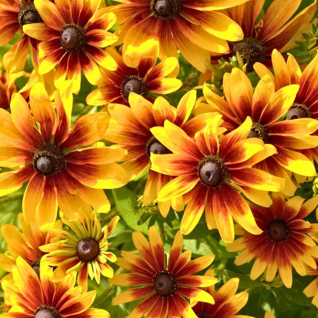 Fall Rudbeckia 200 Autumn Forest Rudbeckia Seeds for Garden Planting – Hardy Black ...