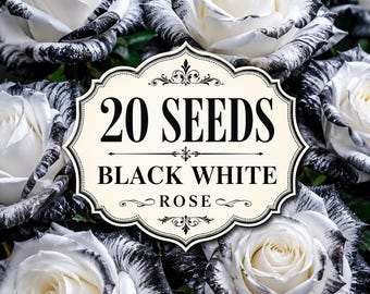 20 Rare Black White Rose Seeds, Heirloom, Garden Seeds, Ornamental Flower, Cottage Flowers