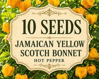 Jamaican Yellow Scotch Bonnet Pepper Seeds, Heirloom Hot Capsicum chinense (10 Seeds)