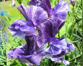 50 Mr. P Sweet Pea Samen zum Bepflanzen – Kompakte Duftblumen – für Zwergengarten