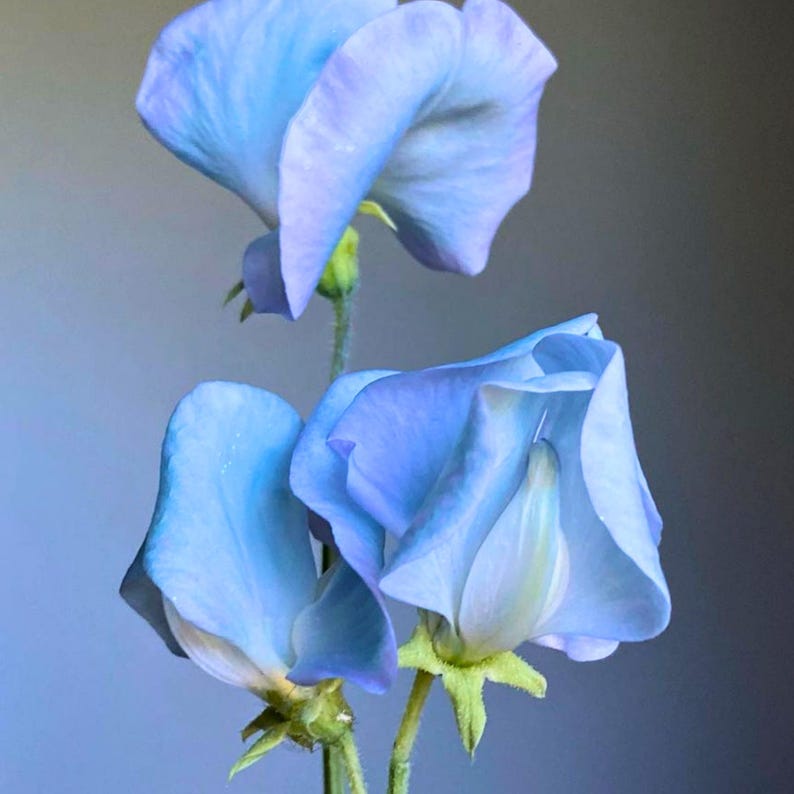 May include: Close-up of two light blue sweet pea flowers with delicate petals. The flowers have a soft, velvety texture and are set against a muted background. The stems are green, and the overall composition is elegant and serene.