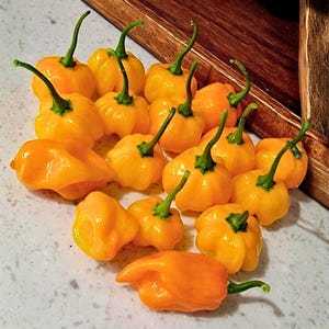 May include: A selection of bright yellow-orange habanero chillies with green stalks. The chillies are grouped together, displaying their distinctive, uneven surfaces and diverse forms. The image is taken from a slightly elevated angle, highlighting the fresh produce.