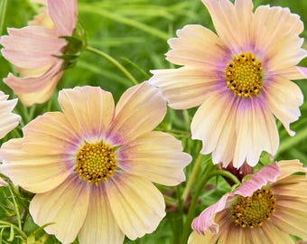 200 Apricot Lemonade Cosmos Seeds for Garden Planting – Soft Apricot Yellow Blooms