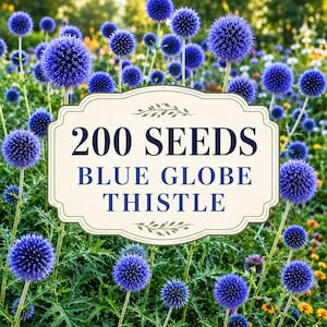 Semi di cardo blu globoso, Echinops ritro, pianta perenne resistente, giardino per impollinatori, fiore reciso