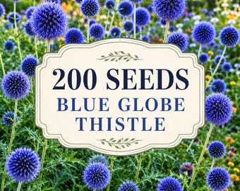 Semillas de cardo azul, Echinops ritro, planta perenne resistente, jardín para polinizadores, flor cortada
