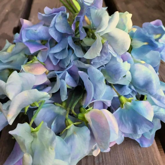 50 Lunar Blue Sweet Pea Seeds – Soft Blue Climbing Flowers for Garden Trellis, Fences