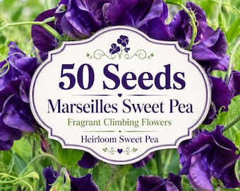 50 semillas de guisantes de olor de Marsella / Flores trepadoras fragantes / Variedad tradicional para enrejados, vallas y jardines rústicos