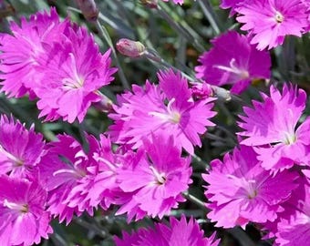 200 Firewitch Carnation Seeds for Garden Planting – Fragrant Pink Dianthus Flowers – Hardy Perennial Garden
