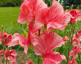 50 semillas de guisante de olor Phoebe: flores de guisante fragantes para enrejados y cercas de jardín