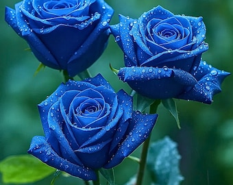 RARE Pink Blue ROSE Flower-gorgeous & Aromatic Plant -(2,10 ,20 or