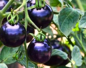 Black Cherry Tomato 50 Seeds | Heirloom Non GMO Sweet Cherry for Garden Planting