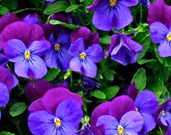 200 Spreading Plentifall Lavender Blue Pansy Seeds – Trailing Viola Flowers for Garden Beds