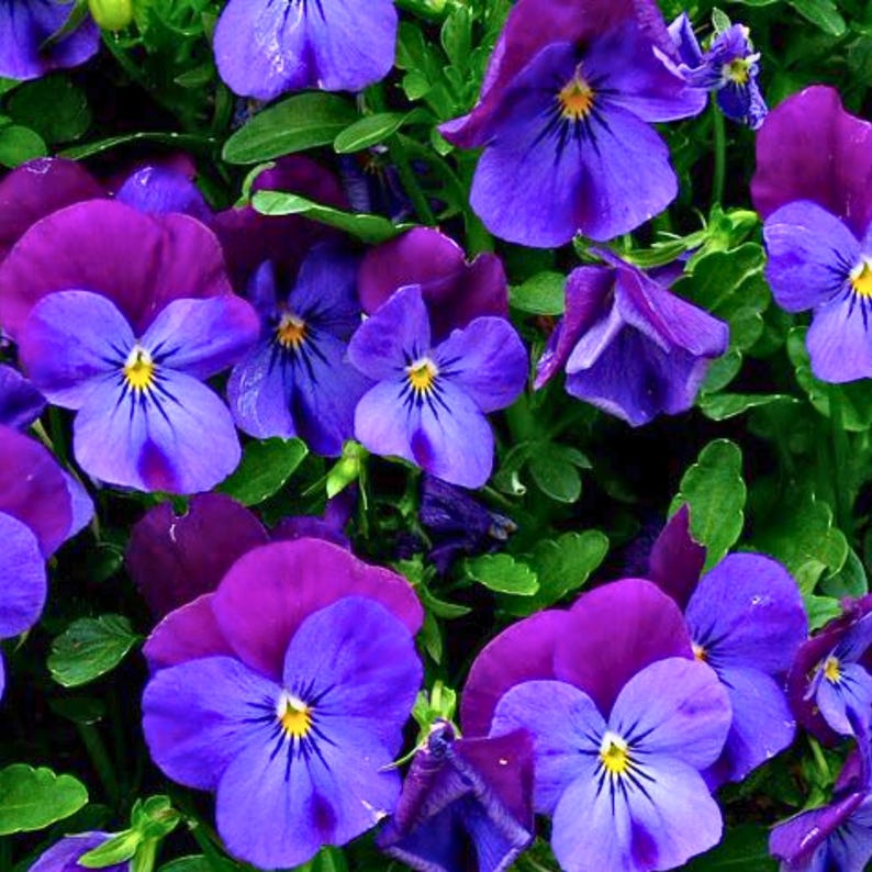 KalonganGrowing Spreading Plentifall Pansy Seeds