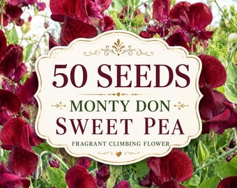 50 Monty Don Sweet Pea Seeds – Fragrant Climbing Flowers, Classic Cottage Garden Vine