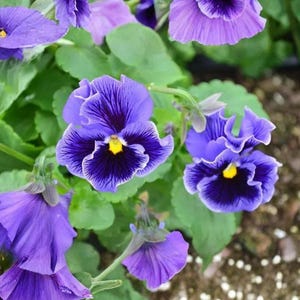 May include: Close-up of vibrant purple pansy flowers with dark purple centers and yellow accents. The petals have delicate veining, and the flowers are surrounded by green leaves. A beautiful floral arrangement.