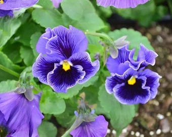 200 Frizzle Sizzle Blue Pansy Seeds – Ruffled Viola Flowers for Garden Beds, Containers