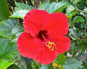 10 Semillas De Flor De Kenaf (Hibiscus Cannabinus) – Rojo Intenso – Seedville USA