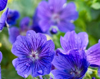 25 Waterer’s Blue Geranium Seeds – Hardy Perennial Cranesbill – Vibrant Blue-Purple Blooms