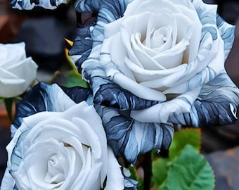 20 seltene schwarz-weiße Rosen-Samen, nicht GMO Heirloom-Vielfalt, einzigartige Gartenblumenpflanzen