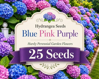 25 Hydrangea Seeds – Blue, Pink, Purple Hardy Perennial Garden Blooms