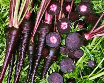 Semi di carota Black Nebula / Carota biologica antica per la semina in giardino / Radice viola intenso