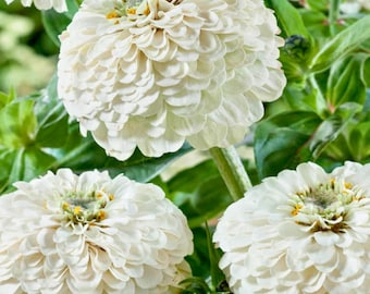 100 semillas de zinnia blanca de Oklahoma para plantar – Flores blancas puras para cortar – Jardín resistente al calor
