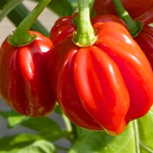Könnte beinhalten: Nahaufnahme von mehreren leuchtend roten Paprika mit grünen Stielen und Blättern. Die Paprika haben eine glänzende Oberfläche und eine abgerundete Form mit sichtbaren Rippen. Das Bild ist gut beleuchtet und hebt die leuchtende Farbe und Textur der Paprika hervor.