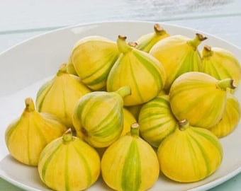 Seeds. VERY RARE Variety: Fig 'dwarf Panache' (striped Tiger
