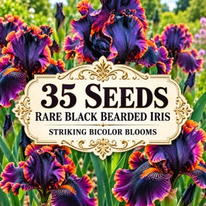 Rare Black Bearded Iris Seeds – Striking Dark Bicolor Blooms (35 Seeds)