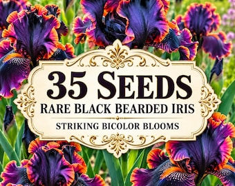 Rare Black Bearded Iris Seeds – Striking Dark Bicolor Blooms (35 Seeds)