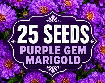 25 Purple Gem Marigold Seeds, Deep Purple Annual Flower, Cottage Garden Border Container Blooms