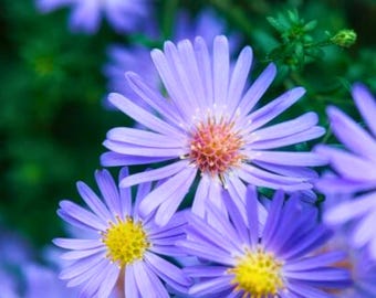 25 Blue Corn Marigold Seeds for Garden Planting – Unique Dusky Purple Blooms
