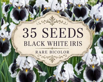 35 semi di iris bianco e nero: raro fiore perenne bicolore (solo semi)