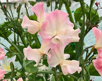 50 semillas de guisante de olor Mollie Rilstone: flores fragantes y dulces para enrejados de jardín