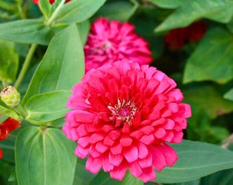 200 Apricot Lemonade Cosmos Seeds for Garden Planting – Soft Apricot Yellow Blooms