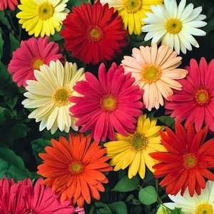 Può includere: Primo piano di un vivace bouquet di margherite gerbera. I fiori, in piena fioritura, mostrano una gamma di colori tra cui rosso, giallo, rosa, arancione e bianco, con foglie verdi sullo sfondo. I petali circondano un centro giallo.