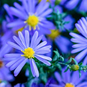 May include: Close-up of vibrant blue flowers with yellow centers. The petals are delicate and radiate outwards, creating a star-like shape. Green foliage provides a contrasting backdrop, highlighting the flowers' beauty. A natural, floral theme.
