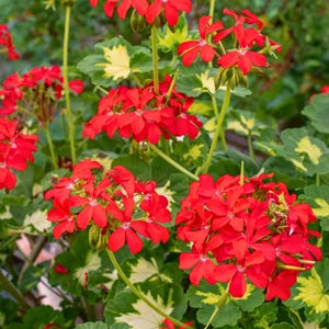 May include: A close-up shot of red geranium flowers in full bloom. The flowers have five petals and are clustered together. The green leaves have yellow edges. The image is well-lit, showcasing the details of the flowers and foliage.