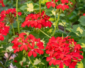 25+ Happy Thought Geranium Seeds | Zonal Pelargonium | Bright Garden Flower  Seeds - Etsy