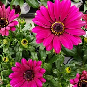 Puede incluir: Primer plano de vibrantes flores de margarita africana rosas con centros oscuros y acentos amarillos. Las flores están rodeadas de follaje verde y capullos, creando una colorida exhibición floral. La imagen muestra la belleza de las flores.