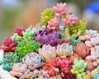 200 Rare Mixed Succulent Seeds Colorful Assorted Varieties Easy Indoor Outdoor Garden Planting