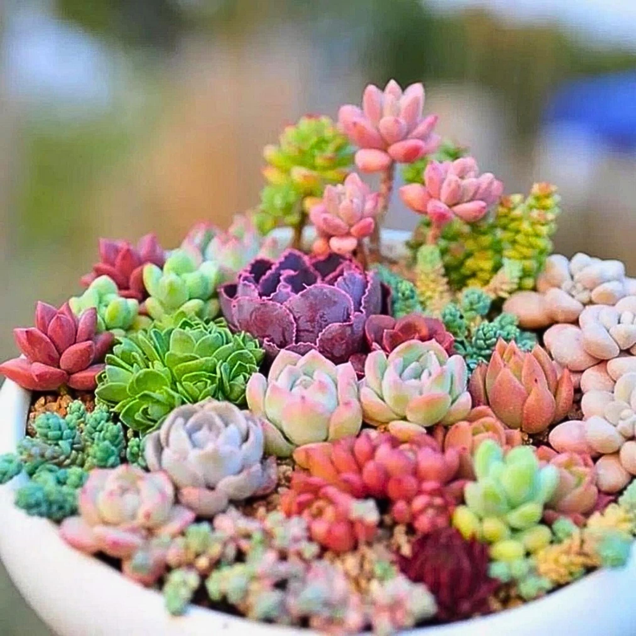 Indoor cactus seeds - Etsy 日本