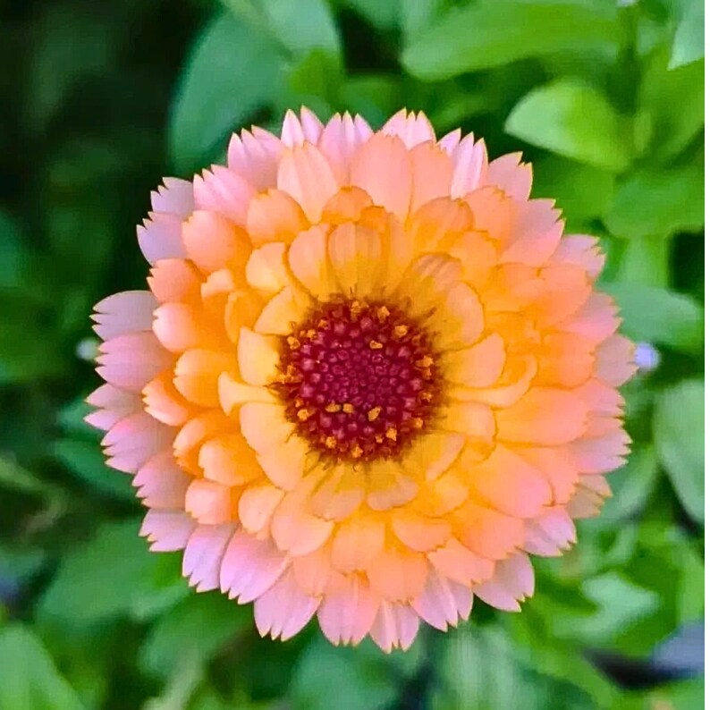 May include: Close-up of a vibrant orange and pink flower with a dark red center. The petals are layered, creating a full, textured appearance. The flower is set against a backdrop of green foliage.