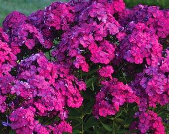 Phlox Seeds - 125 Seeds - Amethyst Dream - Garden Bloom Flower Seed Flowers  Garden Seeds Cut Flower Gifts - Etsy