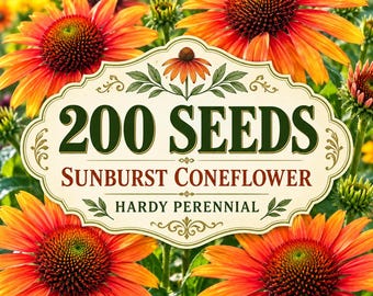 200 Sunburst Coneflower Daisy Seeds for Garden Planting – Golden Yellow Blooms  Hardy Perennial Echinacea